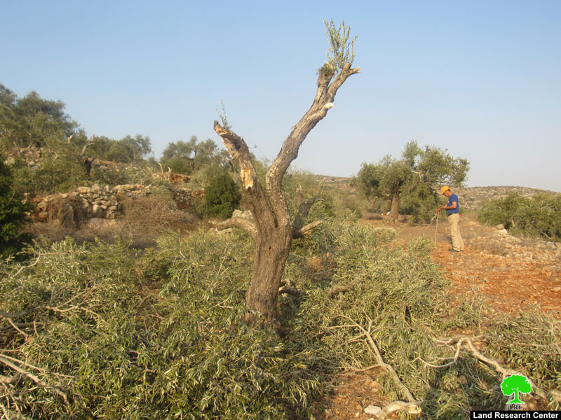 في موسم القطاف … مستعمرون يقطعون 60 شجرة زيتون في قرية ياسوف / محافظة سلفيت