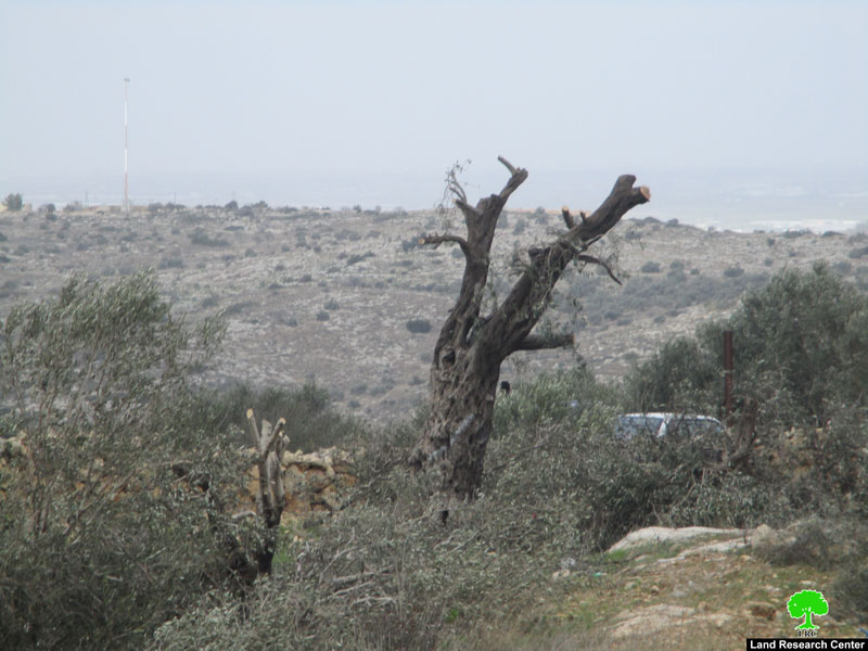 مستعمرو ” بروخين” يتلفون 15 شجرة زيتون معمرة  في بلدة كفر الديك / محافظة سلفيت