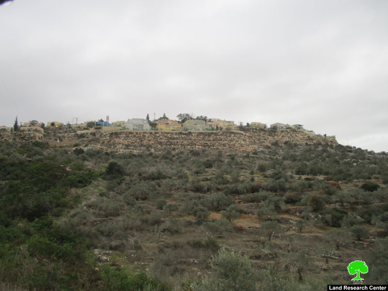 Settlers of “Karnei Shamron” pollute olive groves in Kafr LAqif village / Qalqilya governorate
