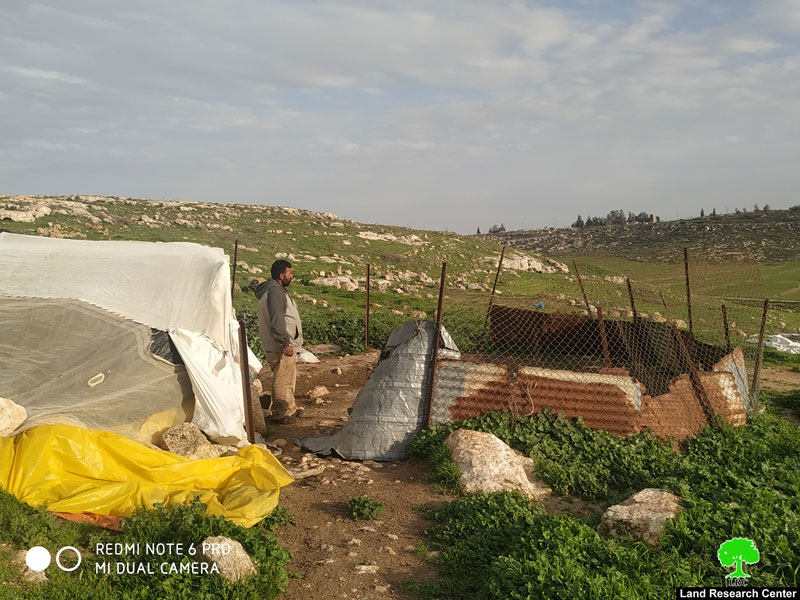 Settlers steal 25 head of sheep from Khirbet Jaba’ait / Ramallah governorate