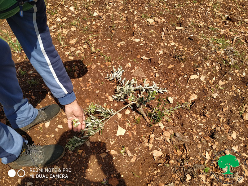 الانتهاكات الاسرائيلية في ظل كورونا, مستعمرو “بروخين” يقطعون عشرات غراس الزيتون من اراضي قرية بروقين / محافظة سلفيت