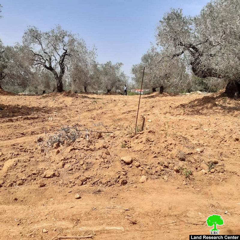 Israeli violations in the time of Corona: Settlers of “Nireya” cut down 51 olive saplings of Ras Karkar village north Ramallah