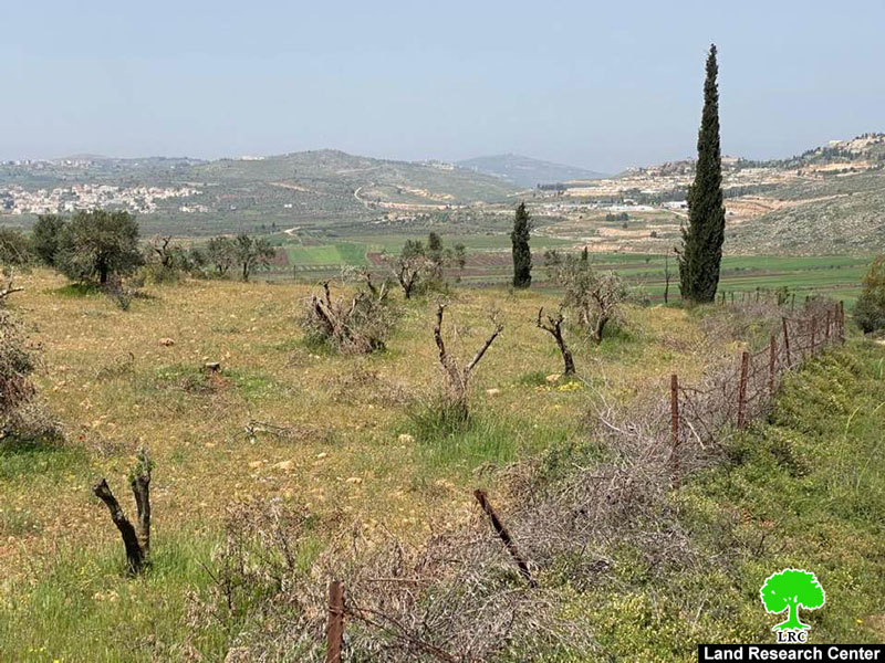 الانتهاكات الإسرائيلية في ظل كورونا: مستعمرو مستعمرة ” عادي عاد” يقطعون 180 شجرة زيتون مثمرة شمال مدينة رام الله