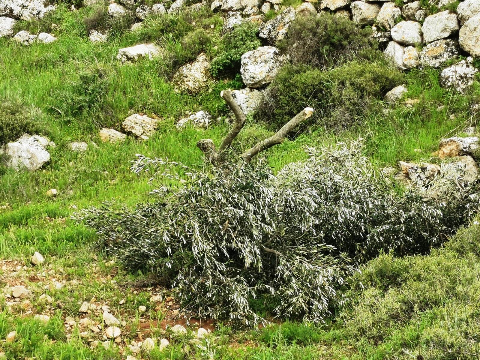 الانتهاكات الاسرائيلية في ظل كورونا: المستعمرون ينفذون عدداً من الاعتداءات على مواطني بلدة يطا وممتلكاتهم / محافظة الخليل