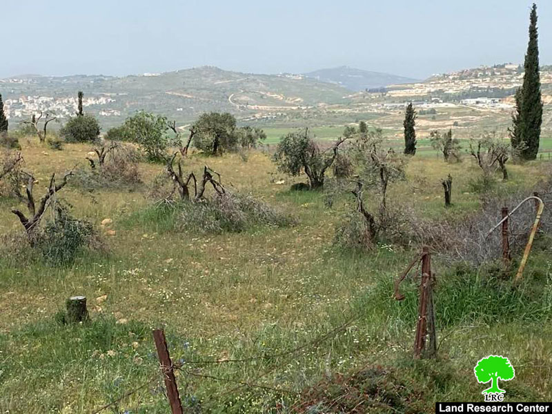 الانتهاكات الإسرائيلية في ظل كورونا: مستعمرو مستعمرة ” عادي عاد”  يقطعون 180 شجرة زيتون  مثمرة  شمال مدينة رام الله