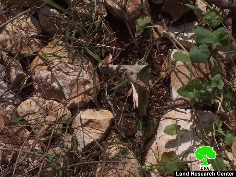 “Kedumim” settlers sabotage 31 olive saplings / Qalqilya governorate
