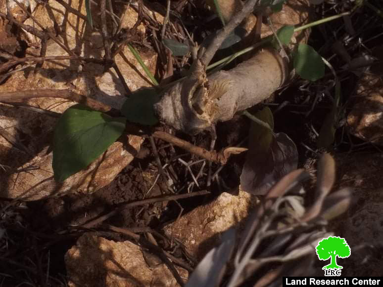 مستعمرو ” كدوميم” يتلفون 31 غرسة زيتون / محافظة قلقيلية