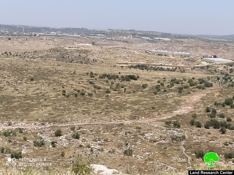 إنشاء  بؤرة  استعمارية  جديدة  على  أراضي  قرية  شوفة تسببت في تخريب 147 شجرة زيتون