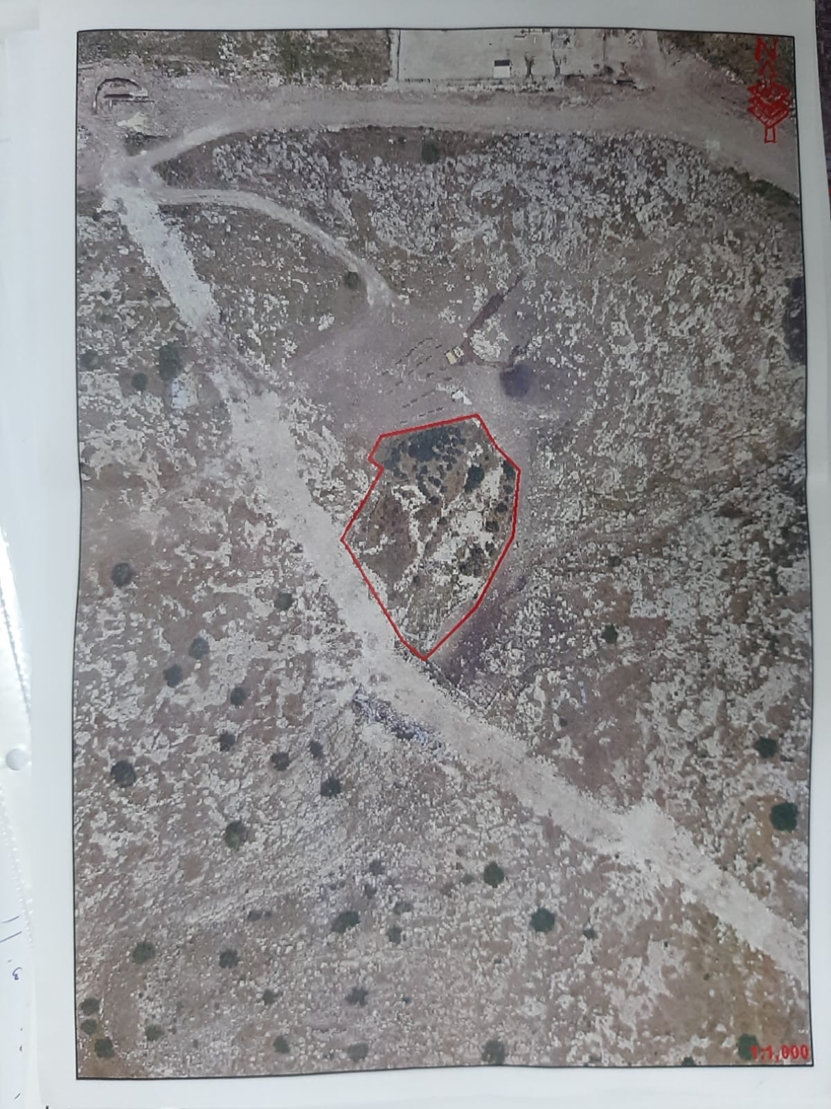 Notices to evict 165 olive trees in Bardala village/ Tubas governorate