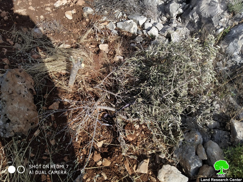 Settlers of “Revava” cut down 150 olive saplings in Haris Vallage / Salfit governorate