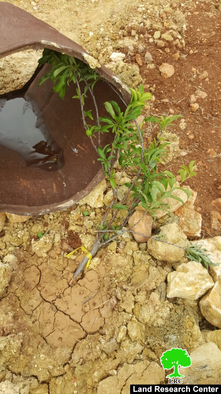 إتلاف 35 شتلة زيتون ولوزيات من أراضي قرية المغير في محافظة رام الله