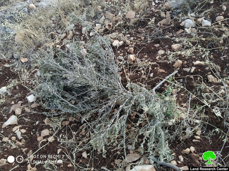 New outpost established in Tulkarim