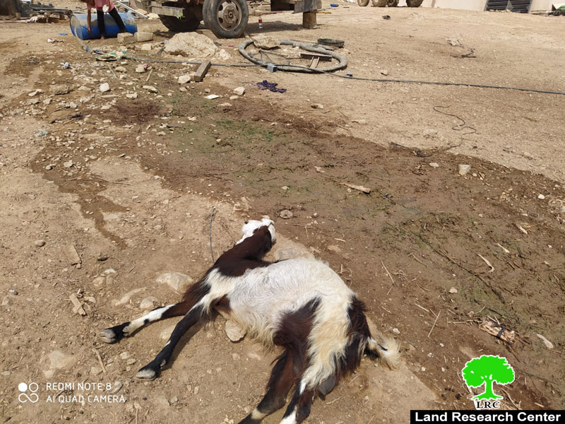 مستعمرون يسممون53 رأساً  من  الأغنام في  منطقة  العوجا / محافظة أريحا