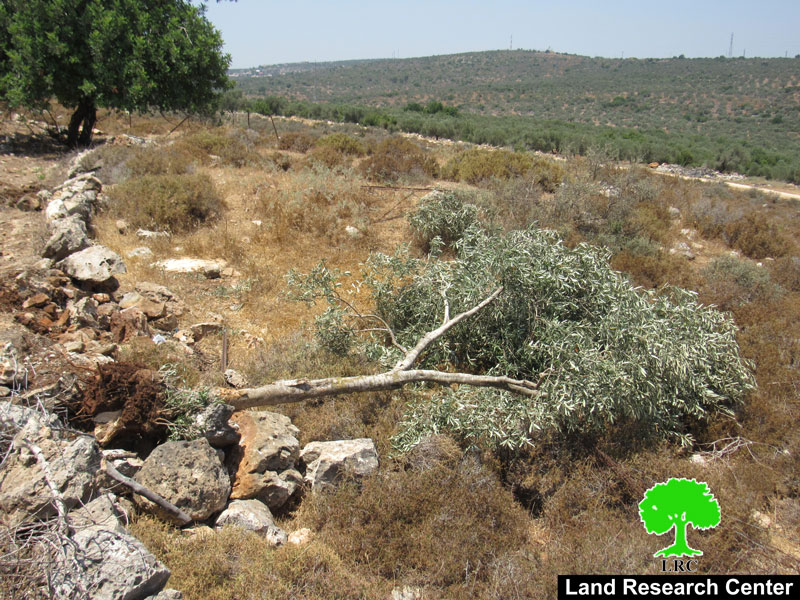 الاحتلال يقتلع 180 شجرة زيتون و يدمر جدران استنادية في بلدة ديرستيا بمحافظة سلفيت