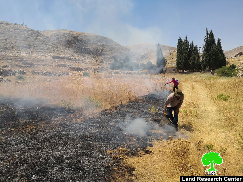 مستعمرون يحرقون  32 دونم  من الأراضي الزراعية والمراعي  في منطقة  عين  سامية / محافظة رام الله