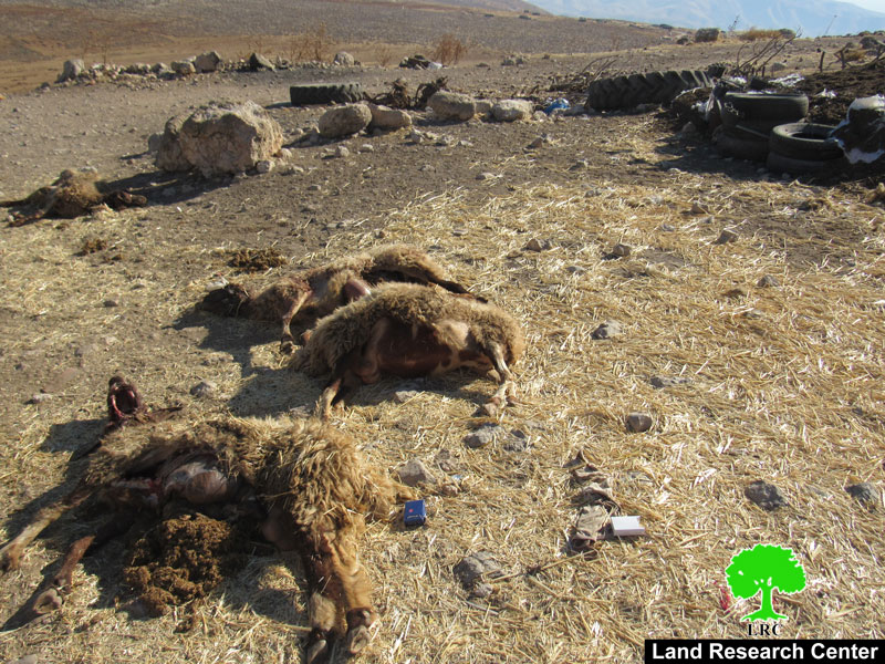 نفوق عدداَ من الماشية أثناء رعيها في حقول زراعية سممها مستعمرون  في خربة جبعيت / محافظة رام الله