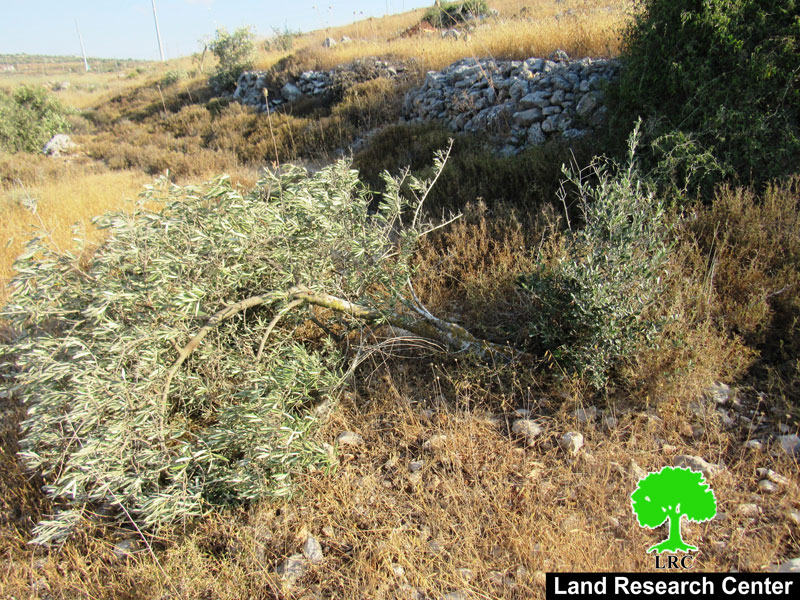 الاحتلال  الإسرائيلي  يشرع  بقطع  142 شجرة  زيتون  في  قرية ياسوف / محافظة سلفيت