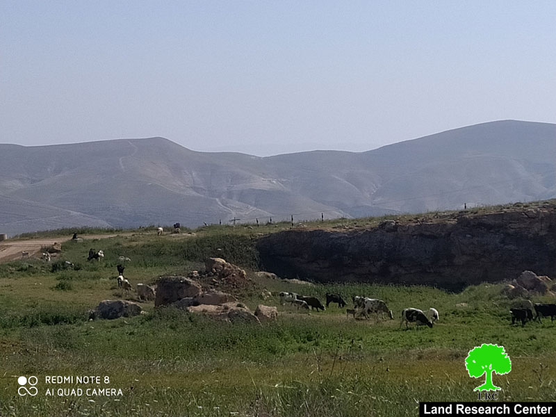 مستعمرون يطلقون أبقارهم في الأراضي الزراعية بمنطقة واد  المالح / محافظة طوباس