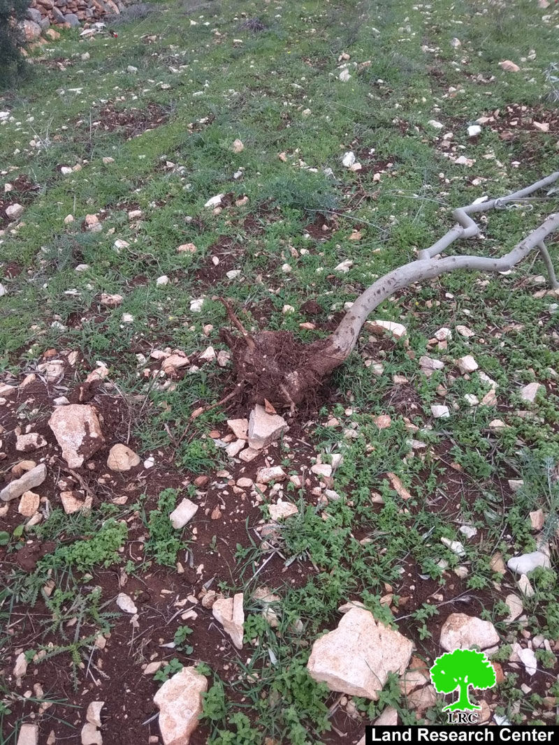 مستعمرون يقطعون 42 غرسة زيتون في بلدة بروقين بمحافظة سلفيت