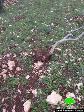 مستعمرون يقطعون 42 غرسة زيتون في بلدة بروقين بمحافظة سلفيت