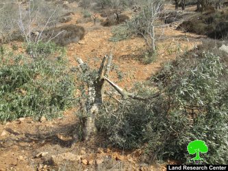 مستعمرون يقطعون ويخربون أشجار زيتون في بلدة كفر الديك بمحافظة سلفيت
