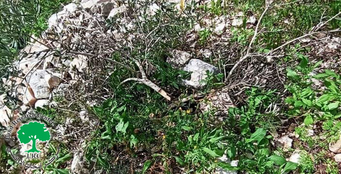 مستعمرو “كدوميم” يتلفون 20 غرسة زيتون في قرية كفر قدوم/ محافظة قلقيلية