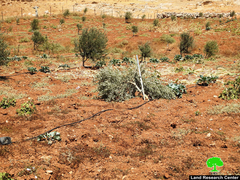 مستعمرون يقتلعون حوالي 340 شتلة بمنطقة التوامين شرق يطا بمحافظة الخليل
