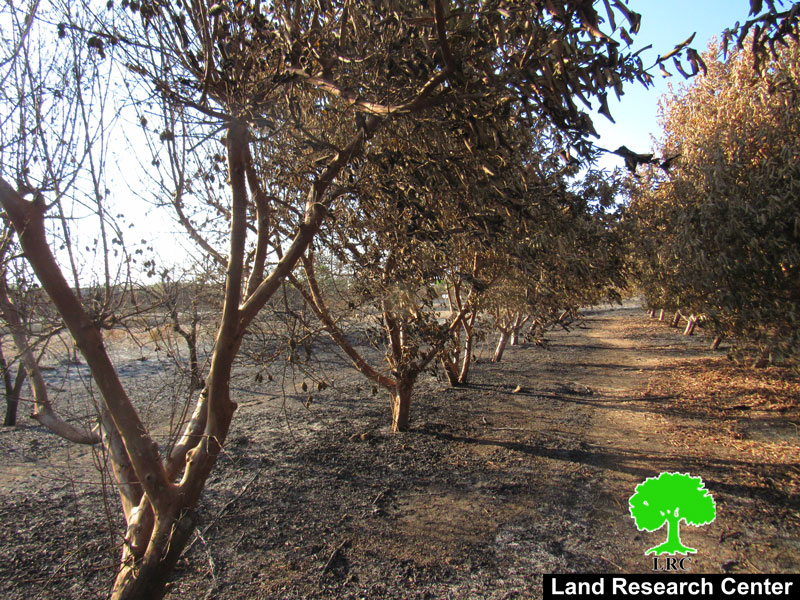 إحراق 13 دونماً من الأراضي المزروعة بالجوافة والحمضيات في قرية حبلة  / محافظة قلقيلية