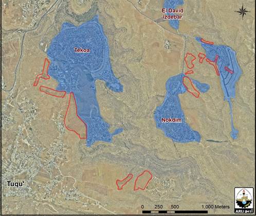 إسرائيل تسخر قوانينها العنصرية لضرب موسم الزيتون في الأراضي الفلسطينية المحتلة