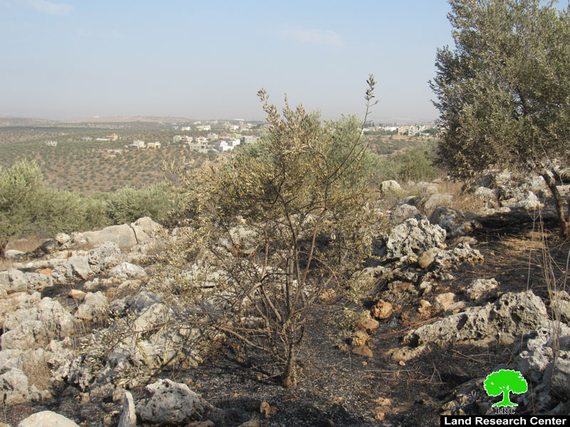 مستعمرو مستعمرة ” ليشم” يحرقون 23 دونماً في بلدة دير بلوط بمحافظة سلفيت