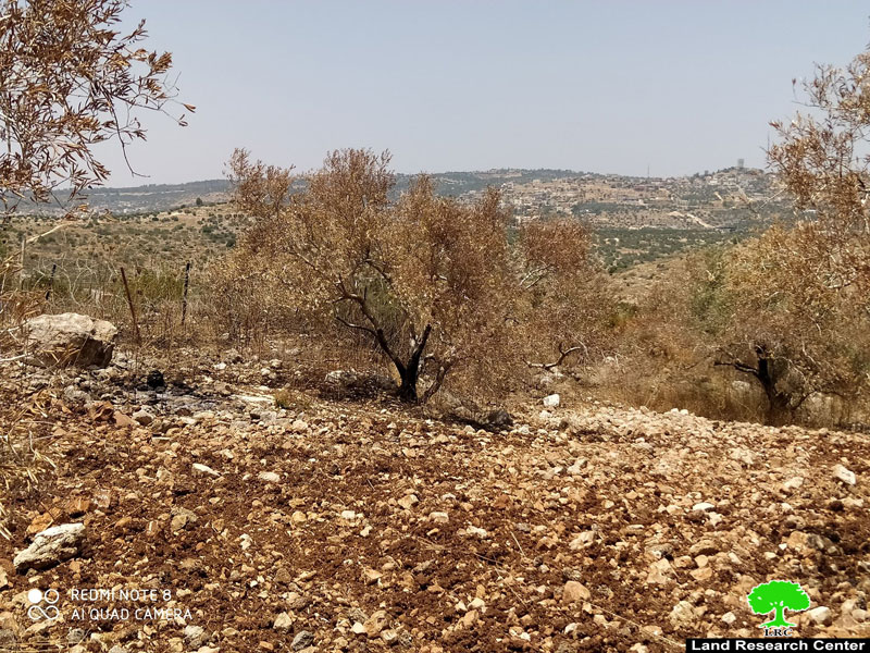 إحراق 103 أشجار زيتون في قرية ظهر العبد / محافظة جنين