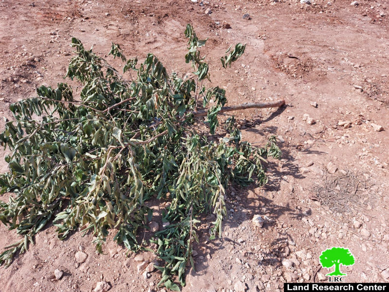 مستعمرون يتلفون أشجار ويدمرون أراضي في منطقة ” خلة حسان” بمحافظة سلفيت