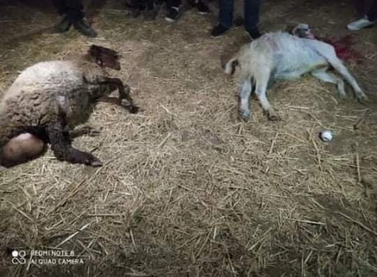 ضخ كميات كبيرة من المياه العادمة صوب الحقول الزراعية في بلدة قراوة بني حسان/ محافظة سلفيت