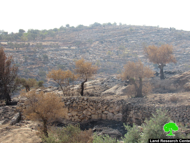 الاحتلال يمنع المزارعين من جني ثمار الزيتون في قرية برقة بمحافظة رام الله