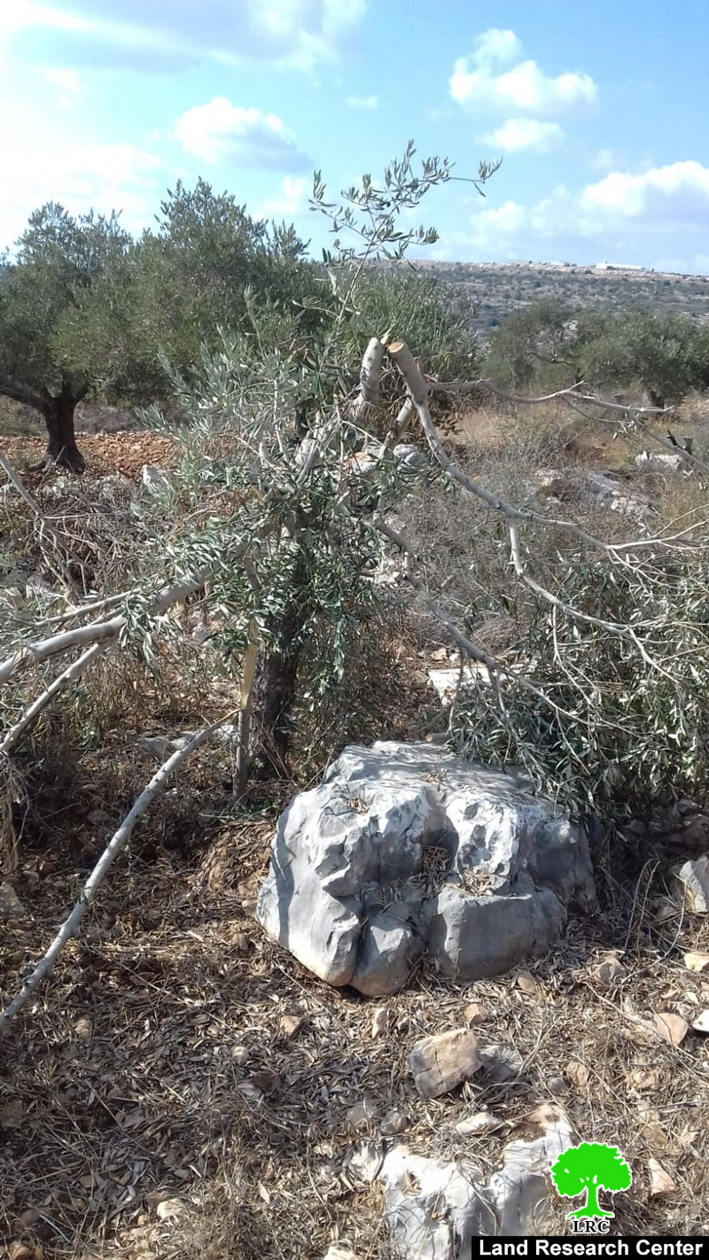 Bruchin colonists sabotage olive trees in Kafr Ad-Dik west Salfit