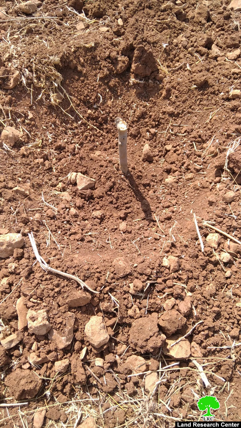 Israeli illegal Colonists uproot and loot 45 olive saplings in Tuemus’ayya / Ramallah governorate