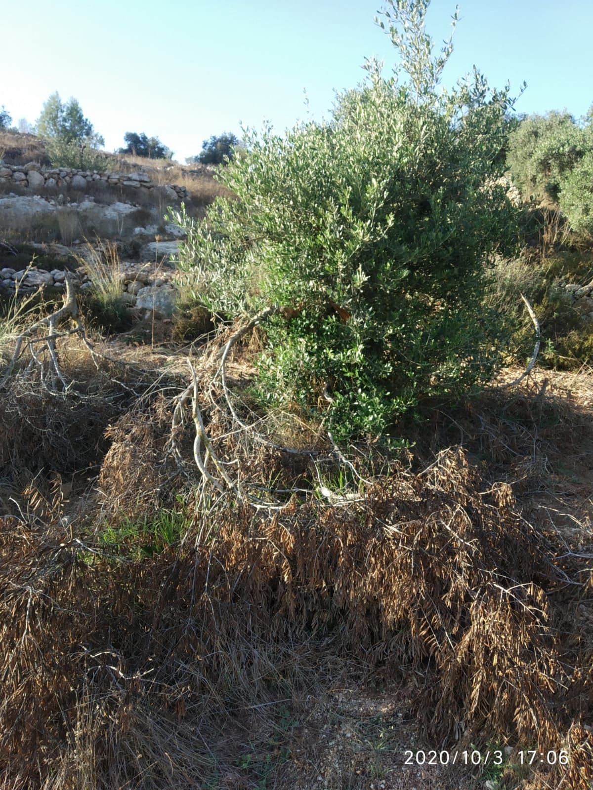 مستعمرو “بيت عاين”  يقطعون 60 شجرة زيتون من أرض عائلة أبو صبحة في قرية الجبعة / محافظة بيت لحم