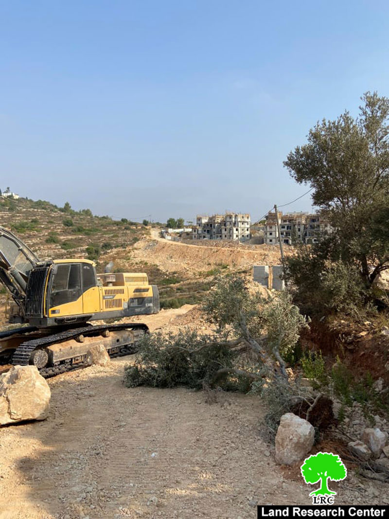 The Israeli Occupation machineries uproot 22 olive trees in Ras Karkar village / Ramallah governorate