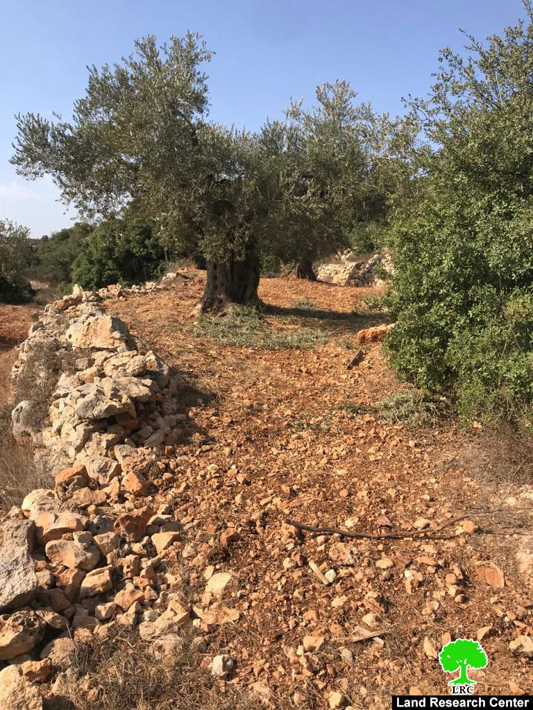 في موسم القطاف مستعمرون يسرقون ثمار الزيتون في قرية عين يبرود / محافظة رام الله