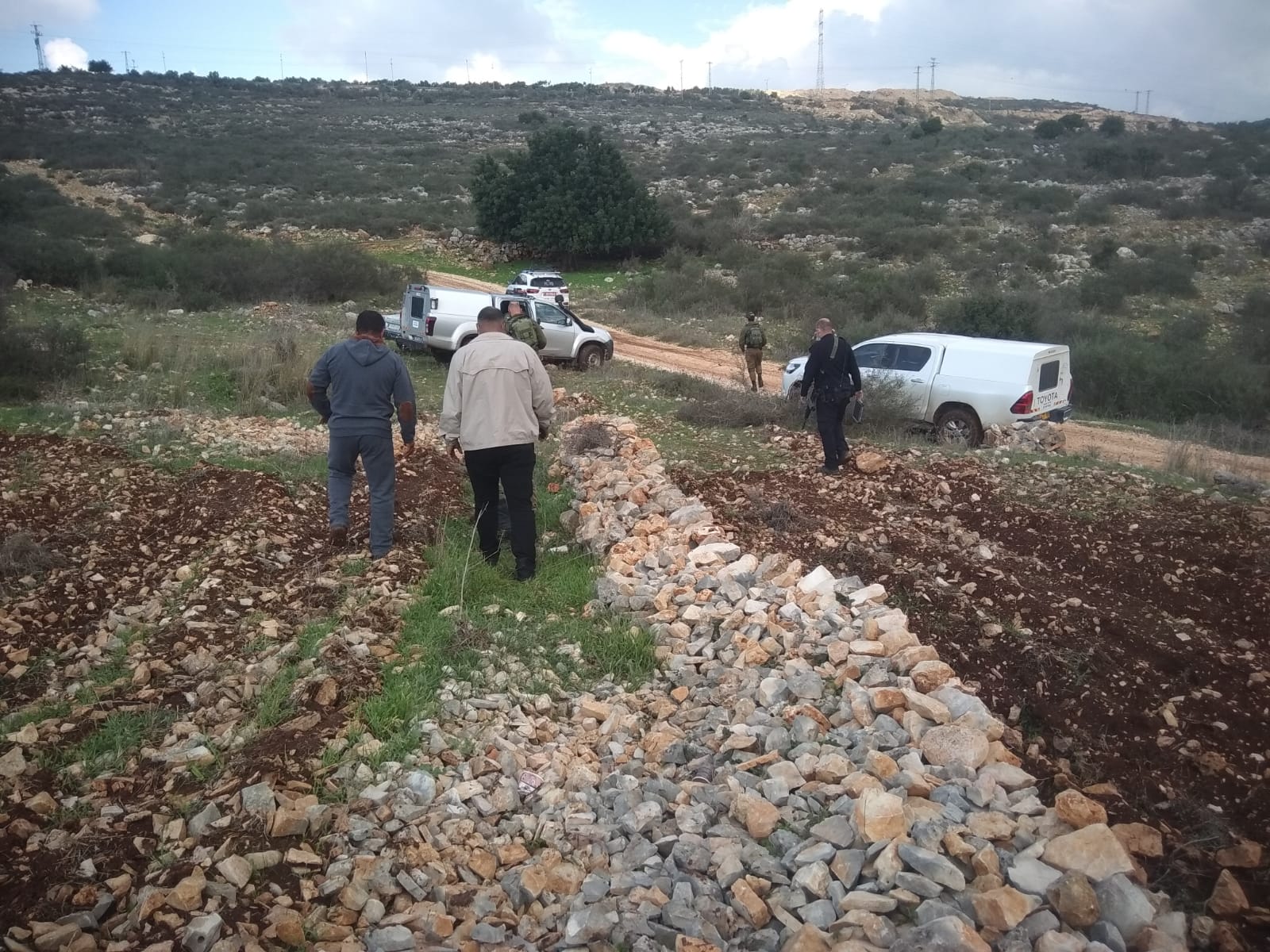 مستعمرو “بروخين” يتلفون 35 غرسة زيتون من أراضي بلدة بروخين / محافظة سلفيت