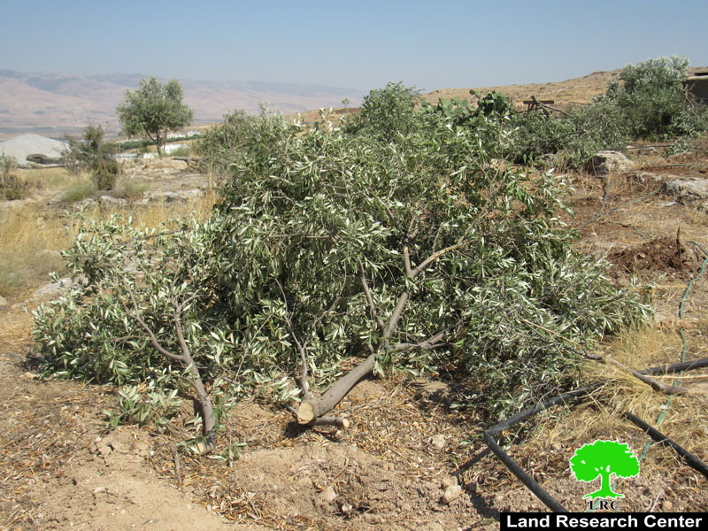 The Israeli Occupation forces uproot 84 olive trees in Bardala village / Tubas governorate