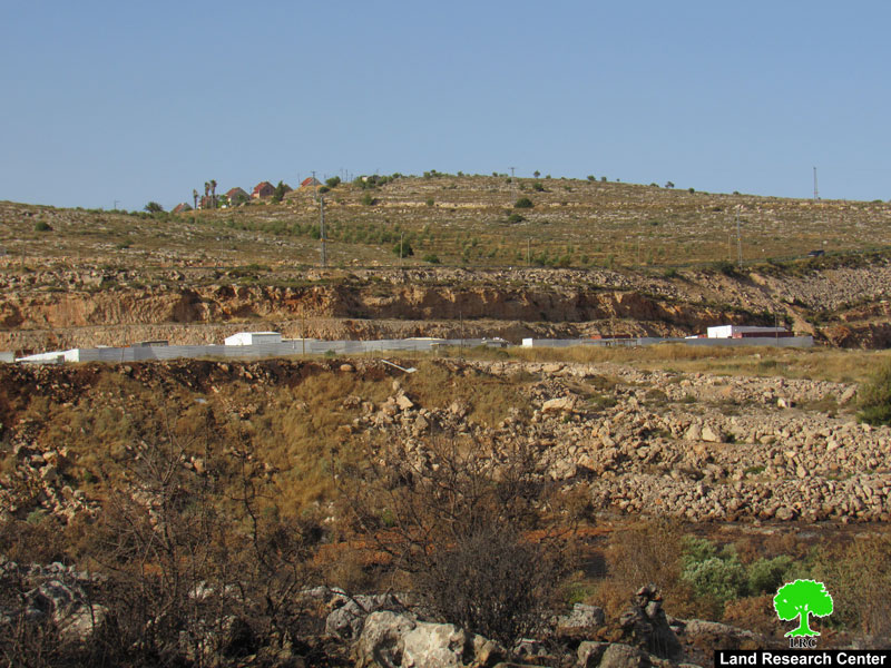 مستعمرون يحرقون 104 شجرة زيتون في بلدة ترمسعيا / محافظة رام الله