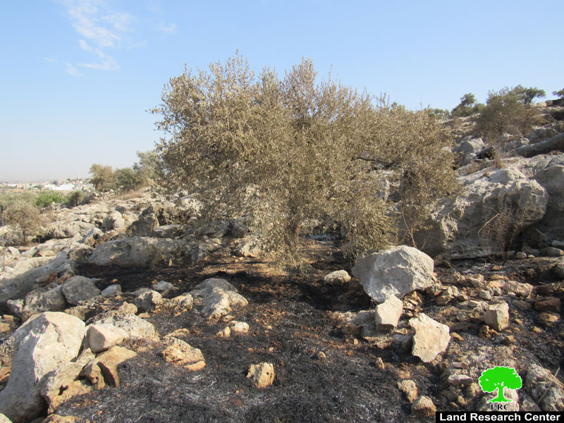 “Leshem” colonists set 23 dunums of olive groves on fire in Deir Ballut / Salfit governorate