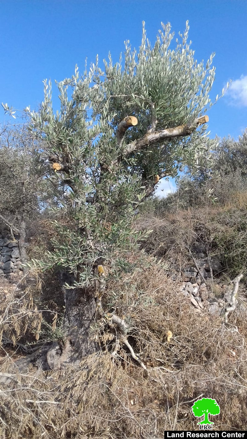 Bruchin colonists sabotage olive trees in Kafr Ad-Dik west Salfit
