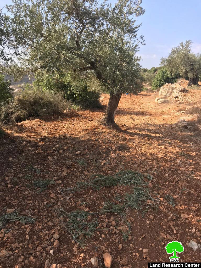 During the Olive harvesting season, Colonists looted olives from an olive grove in Ein Yabrud / Ramallah Governorate