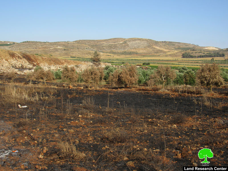 Fire ate up 104 olive trees in Turmusayya / Ramallah governorate