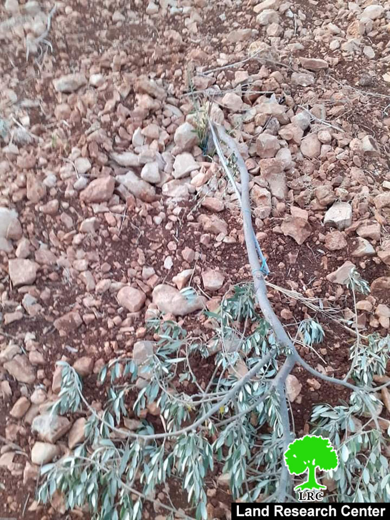 Brukhin colonists vandalize 15 Olive trees in Kafr Ad-Dik / Salfit governorate