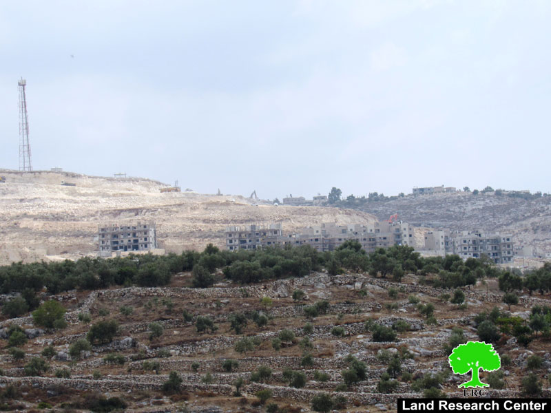 Colonists open a road and cut down 20 olive trees in Kafr Al-Labad / Tulkarm governorate