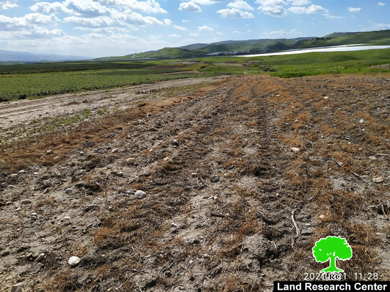 Poisoning 12 dunums of wheat in As-Sakut area / Tubas governorate