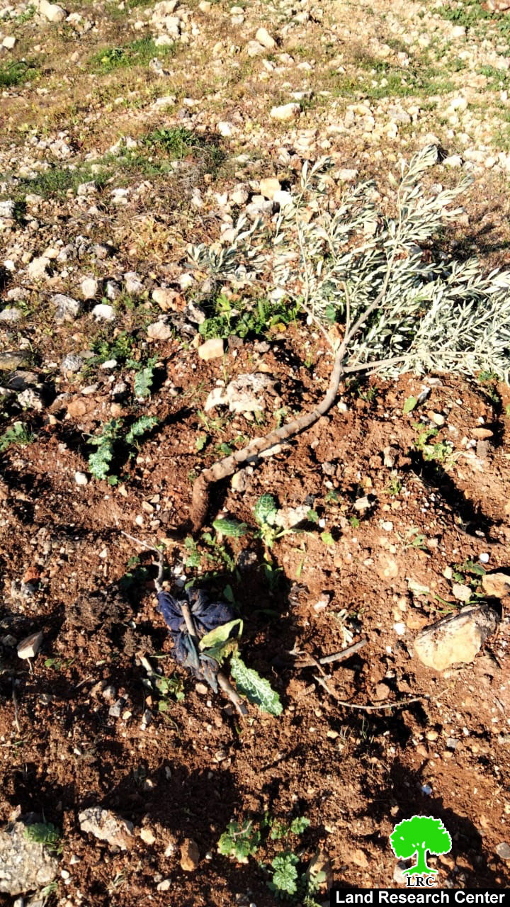 جيش الاحتلال يقتلع 40 غرسة زيتون في قرية المغير / محافظة رام الله